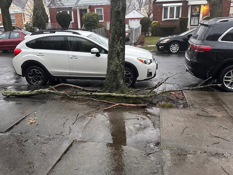 Fallen Branches