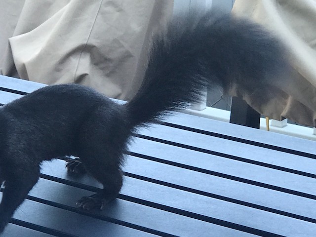 Squirrel on desk